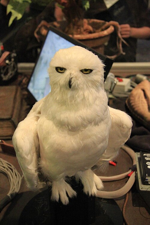 Hedwig